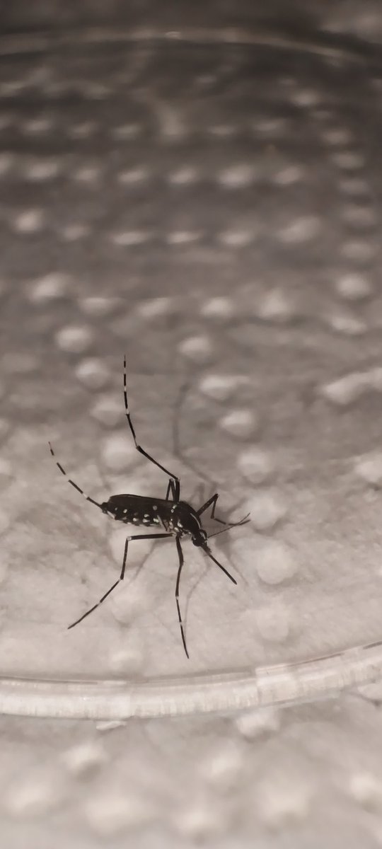 Arkadaşlar malum sivrisineği yakaladım, üstünde denememi istediğiniz birşey var mı
#sivrisinek