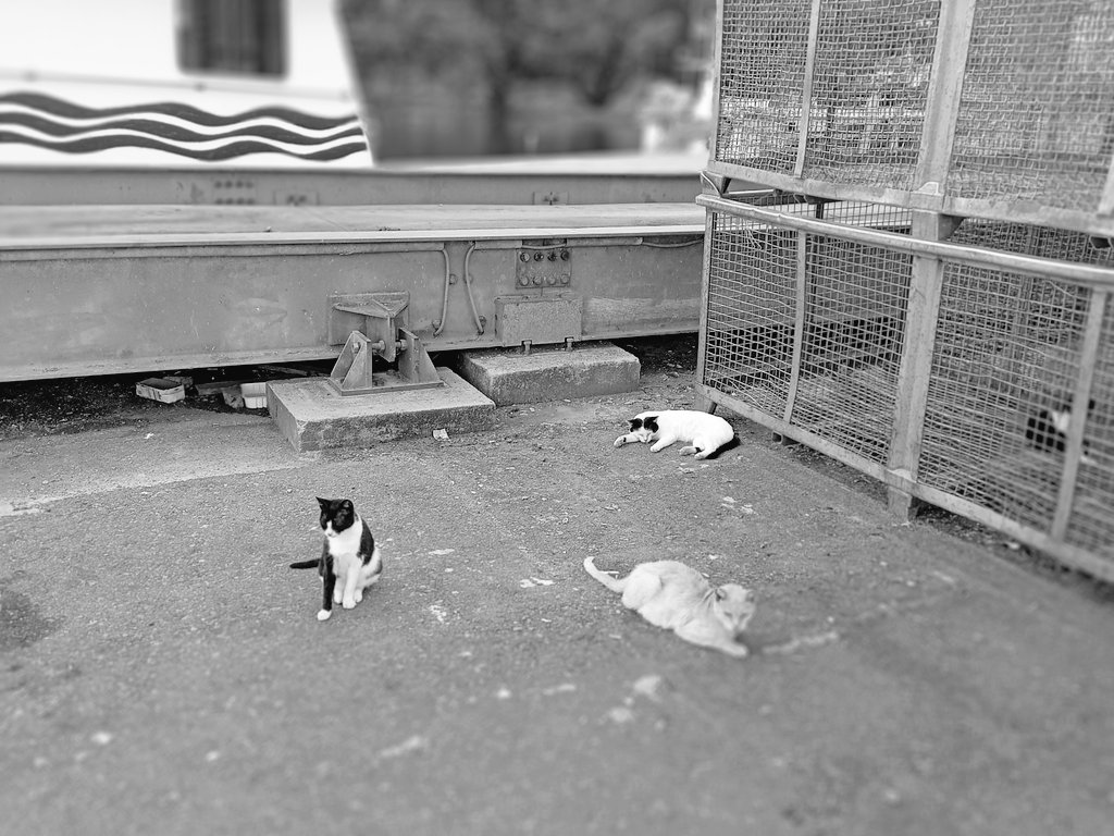 Carlos35418969's tweet photo. Los tres colegas gatunos .
#gatos #cats #streetphoto #street
#Lorbe https://t.co/PC5x3oktl0