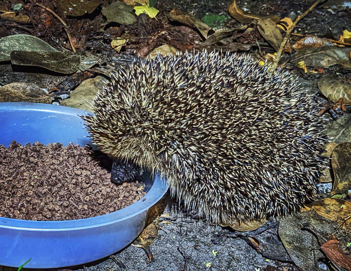 rich_may's tweet image. Night time feed (though pretending to be asleep/a stone when he knew I was there)
#HedgehogsOfTwitter #hedgehog
