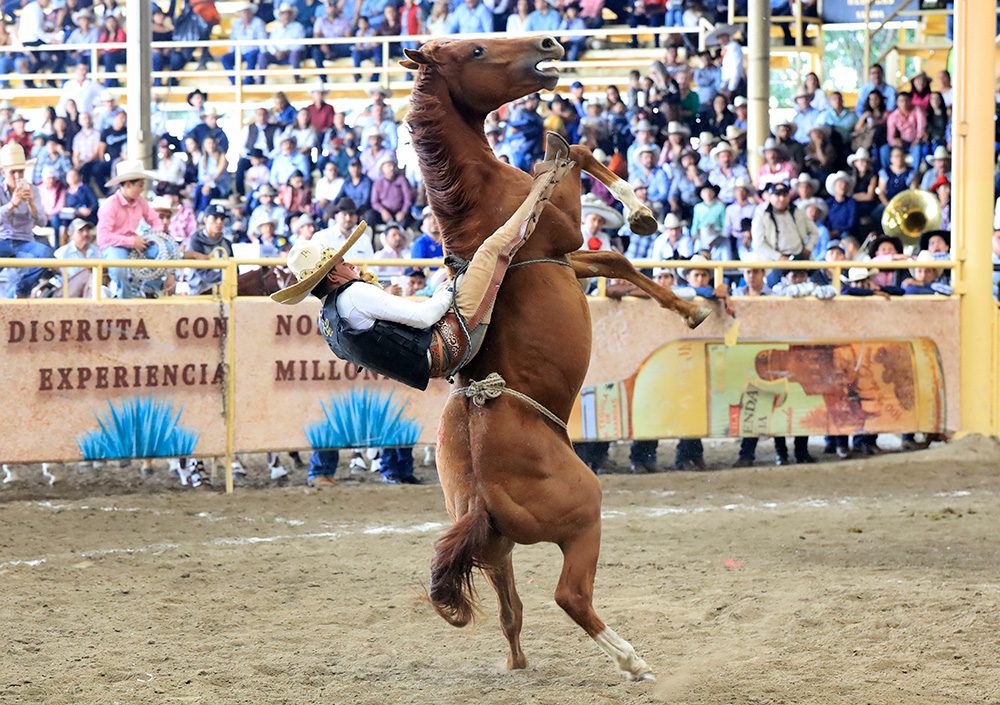 millonariothv's tweet photo. Tres Potrillos tienen botín y medio en la final del #CampeonatoMillonarioTHV #CategoríaAAA #TradiciónMillonaria

https://t.co/fDBRrkQkyu https://t.co/7njDAayNnZ