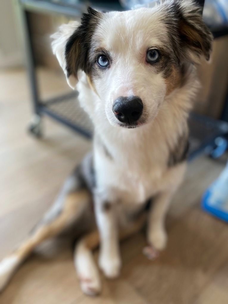 Lost Dog - Australian Shepherd - Female - Carver
Date Lost: 2022-09-03
Dog's Name: Luna 
Breed of Dog: Australian Shepherd
Gender: Female
Closest Intersection: Kelly Lake Rd &amp; County Rd 40, Carver, MN
County: Carver
Zip Code: 55315
Color: Blue/Black/Whit… facebook.com/pages/p/337436…