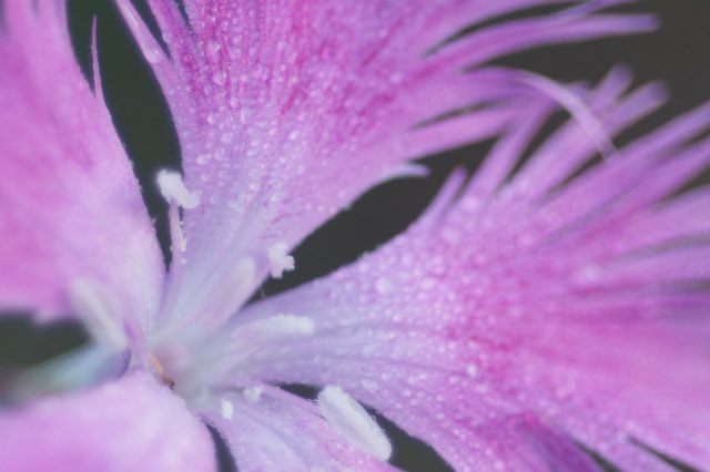 ナデシコ Twitter検索 Twitter