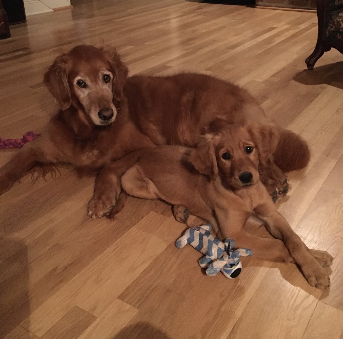 RedGirls tweet media