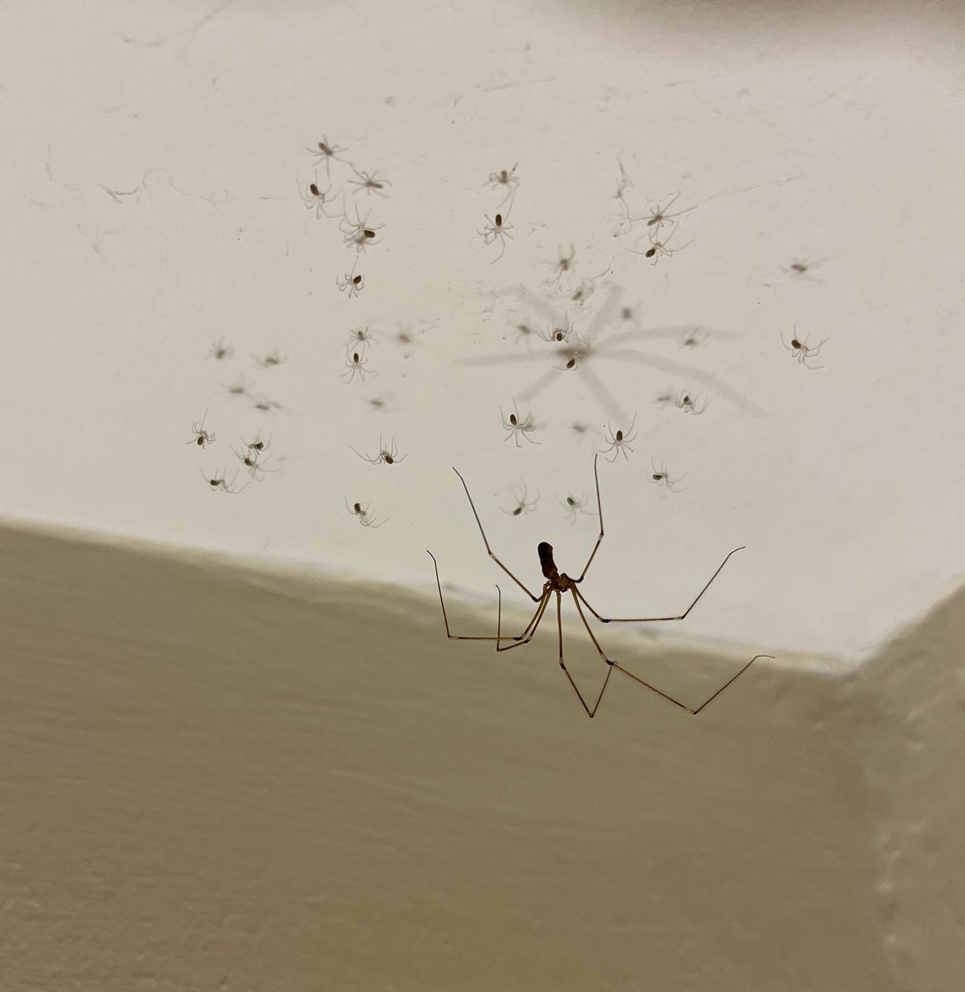 Baby House Spiders