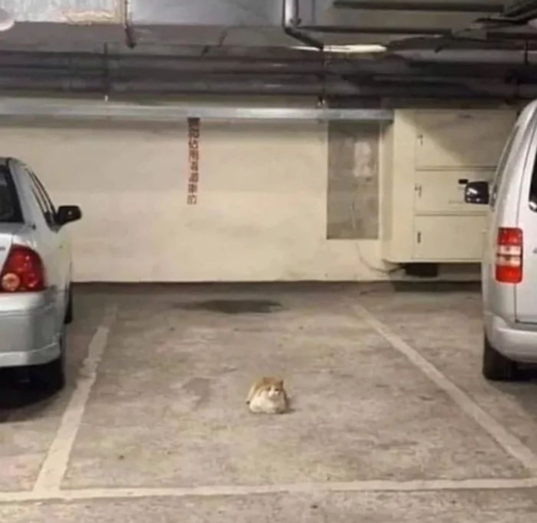 DontShowYourCat's tweet image. go park somewhere else