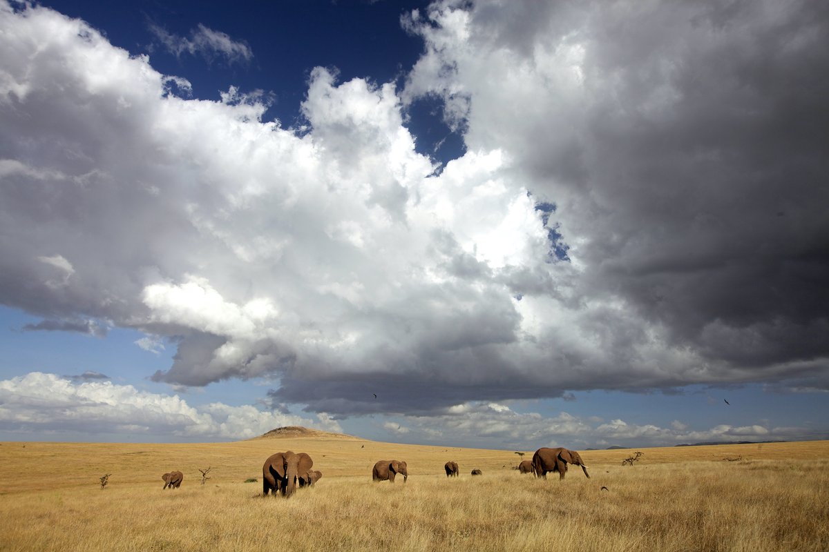 Big skies and open spaces - Lewa Wildlife conservancy!

#EncounterElewana #ElewanaMoments