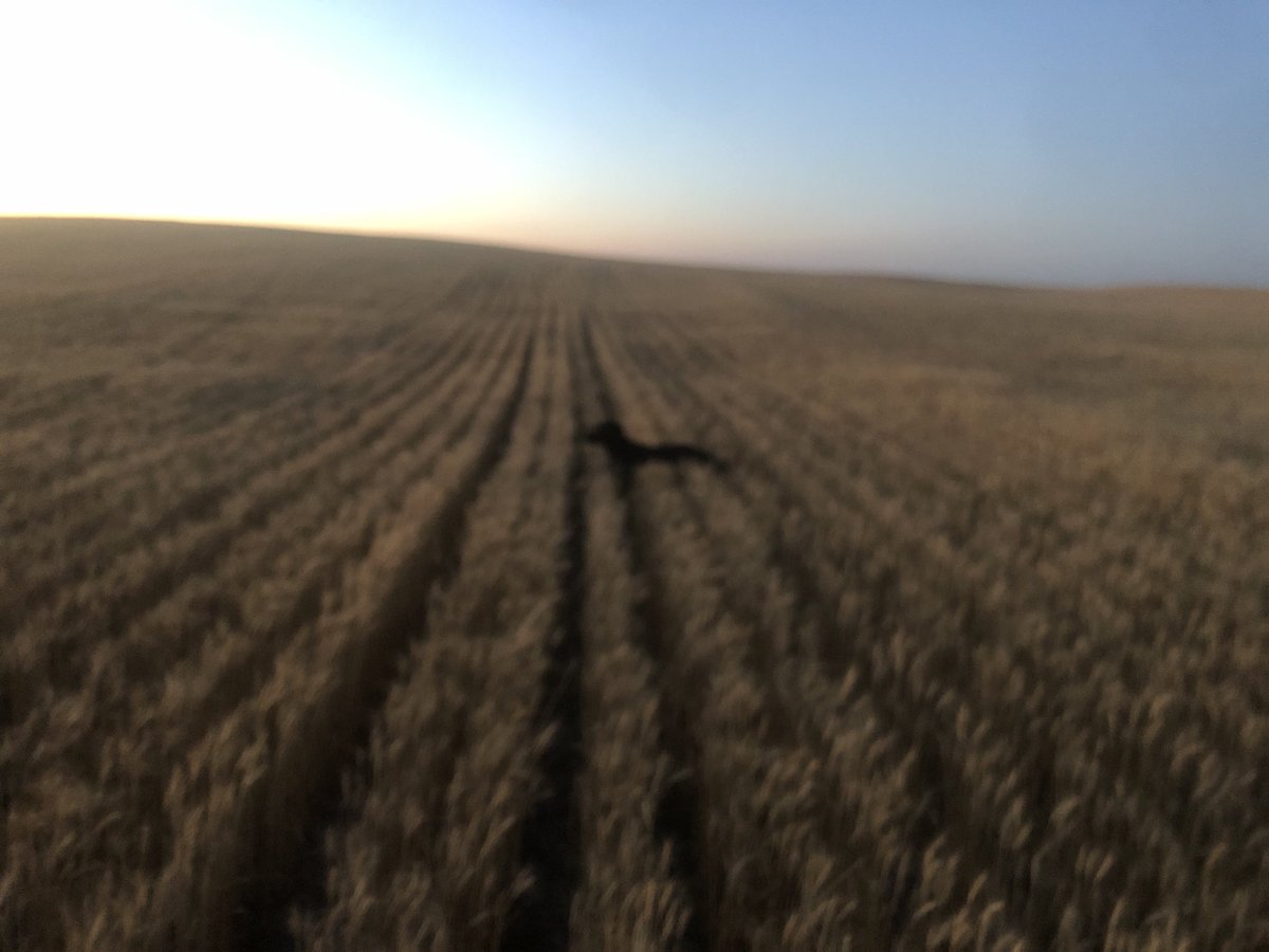 Wheat not that tall or thick this year.