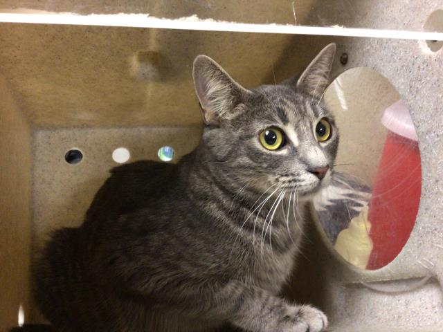 CutePetsRvrside's tweet photo. Hey. I am a spayed female, 7.60 lbs, gray tabby Domestic Shorthair. I … https://t.co/SbKhh4zep4 https://t.co/OGUtJKRtgq