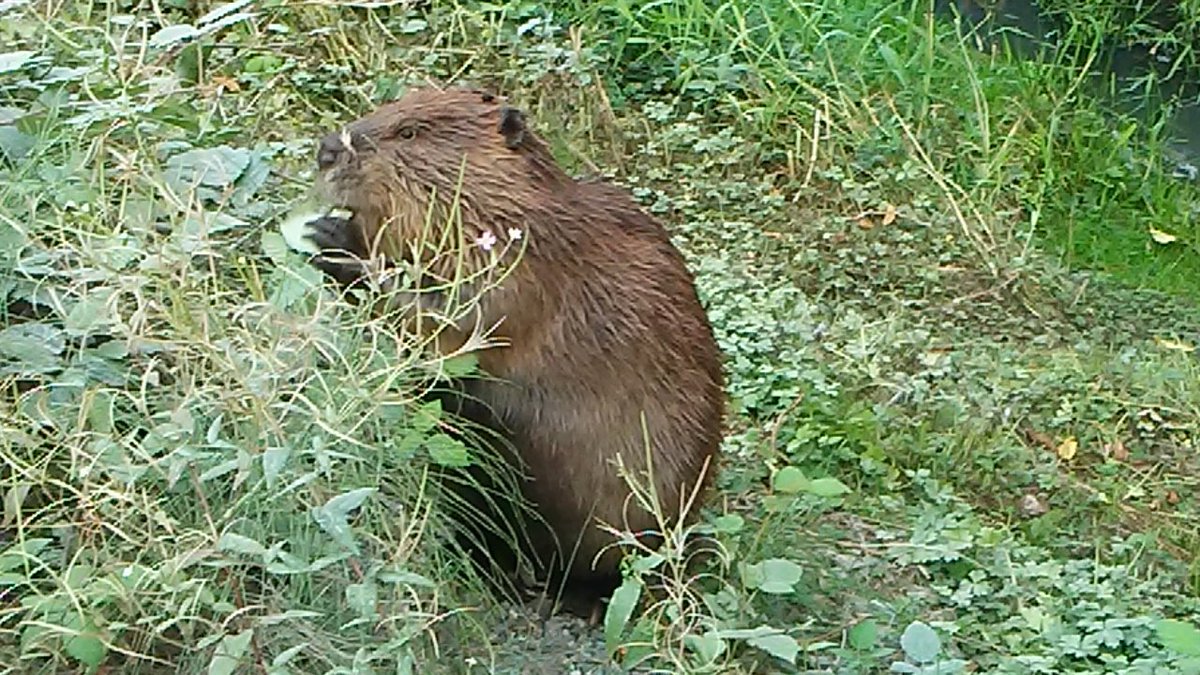 Arms length away 💪

#beaver #beavers #nature #wildlife #animal #animals #photo #photography #picture #pictures 

📷 <a href="/Cowboy_Adam/">Adam Sells</a>
