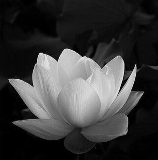 Luarium_GSYS's tweet photo. Benefits of White Lotus Holders: all previous mentioned benefits, 40% of chance...Collection will be evaluated and voted by the governance of Blue Lotus Token Holders.

#NFTMint #NFTCommunity #Crypto #CryptoNews #NFTCommmunity #NFTGiveaways #White #Lotus #cryptocurrency #holding https://t.co/hhGCwVA8QO