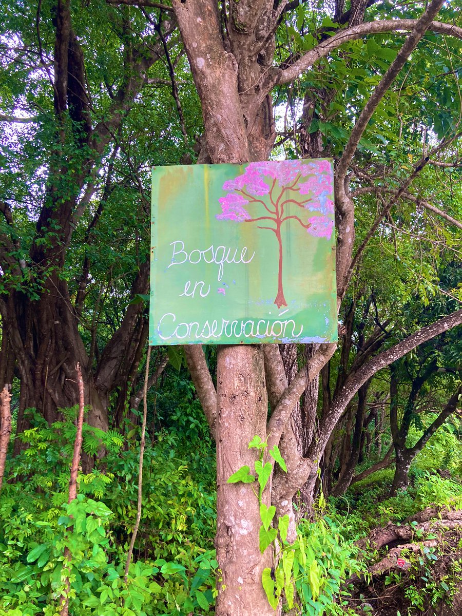 Elvis 🐃 tweet media