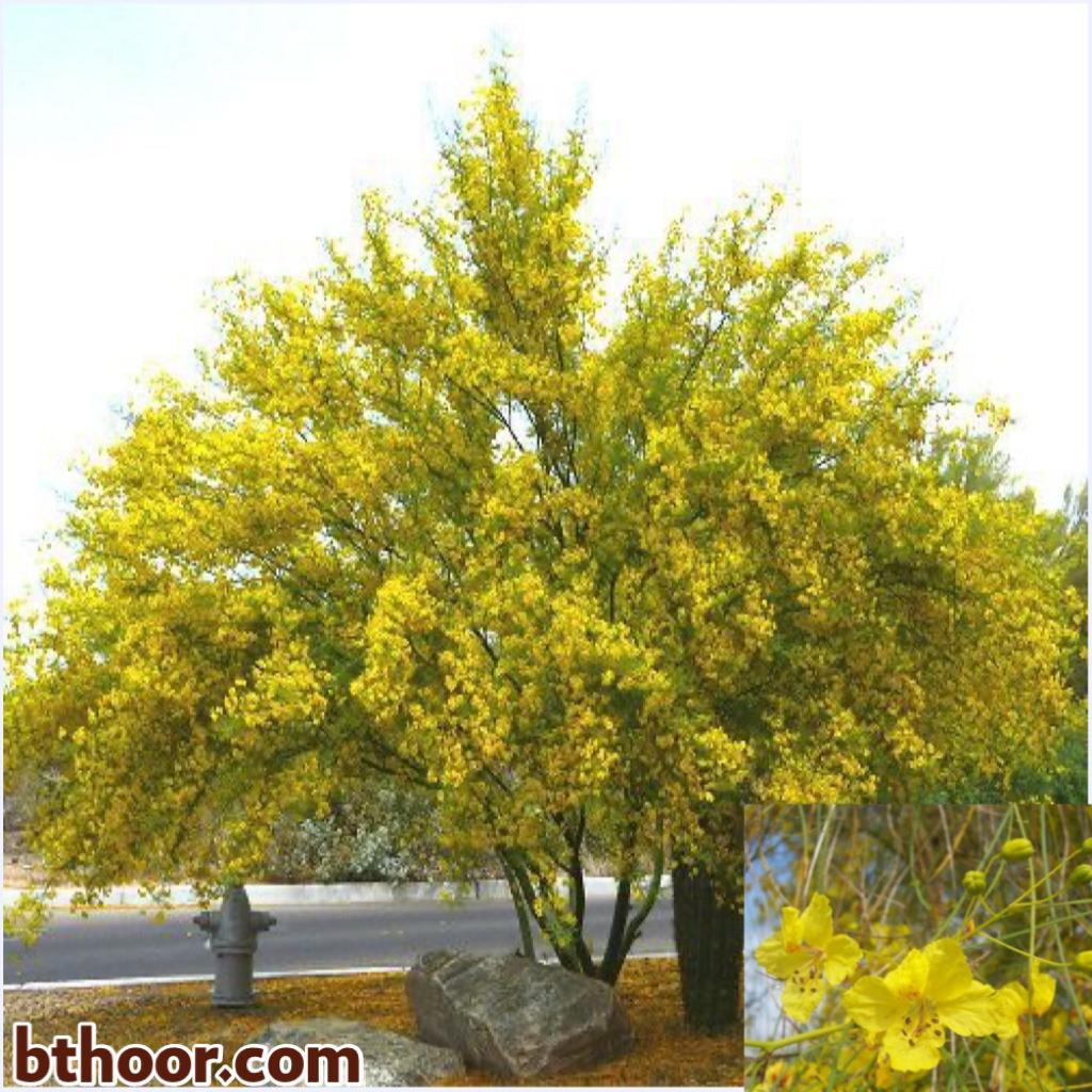 شجرة باركنسونيا الإسم الشائع
الإسم العلمي:Parkinsonia aculeata
تسمى ايضاً:شوكة الفرس.
•شجرة صحراوية سريعة النمو،من الأشجار المعمرة مستديمة الخضرة،تصنف شجرة الباركنسونيا ضمن أشجار الزينة والظل،ويصل أرتفاعها إلى 10م.
•أزهارها كثيفة وتتميز برائحتها العطرية،وتنمو على شكل عناقيد