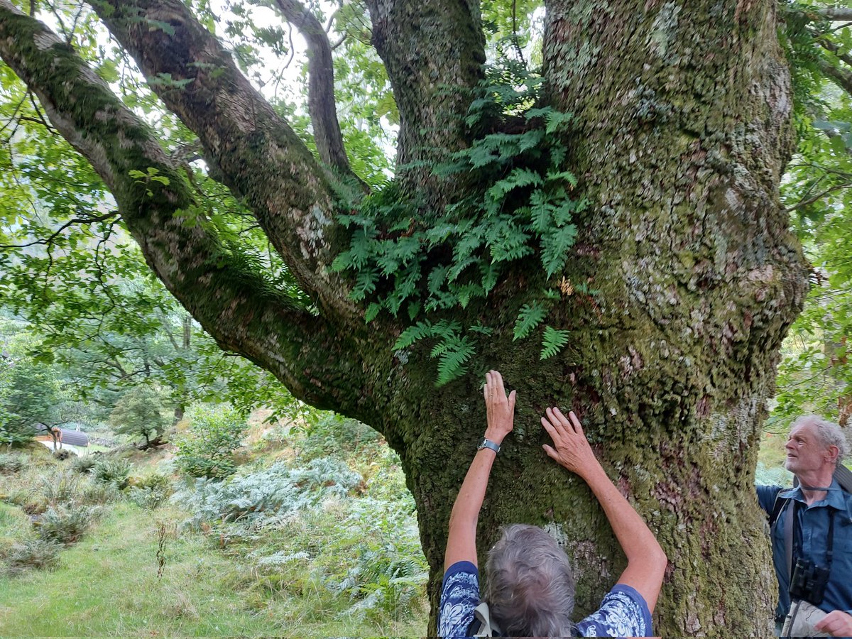 SteveTrotter1's tweet photo. Had a great day looking at mostly #ferns with the #CumbriaFloraGroup. Many thanks for leading an enjoyable informative day #JeremyRoberts & #MikePorter - saw 22 species plus hybrids & sub-species...one of the reasons why #TemperateRainforests are so important @BSBIbotany #Cumbria https://t.co/0zUbtsMOM1
