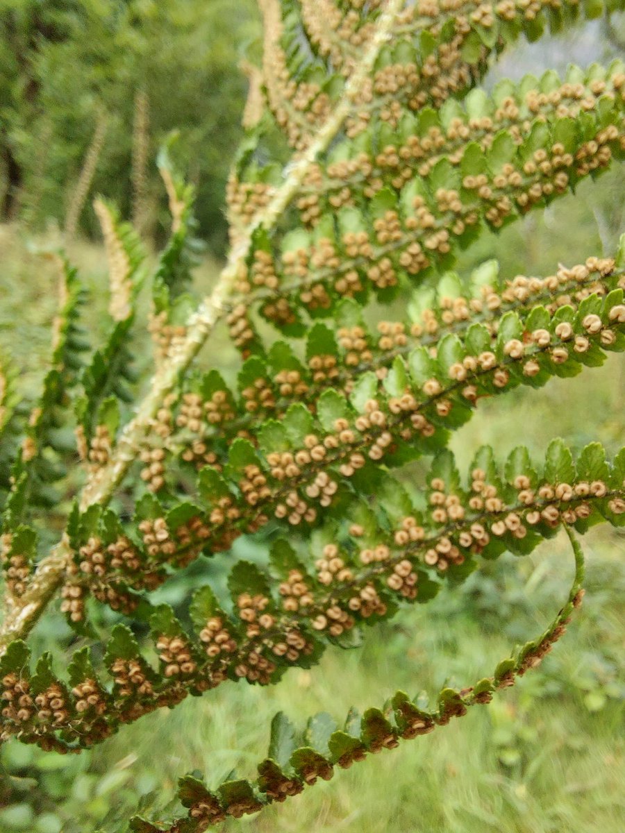 SteveTrotter1's tweet photo. Had a great day looking at mostly #ferns with the #CumbriaFloraGroup. Many thanks for leading an enjoyable informative day #JeremyRoberts & #MikePorter - saw 22 species plus hybrids & sub-species...one of the reasons why #TemperateRainforests are so important @BSBIbotany #Cumbria https://t.co/0zUbtsMOM1
