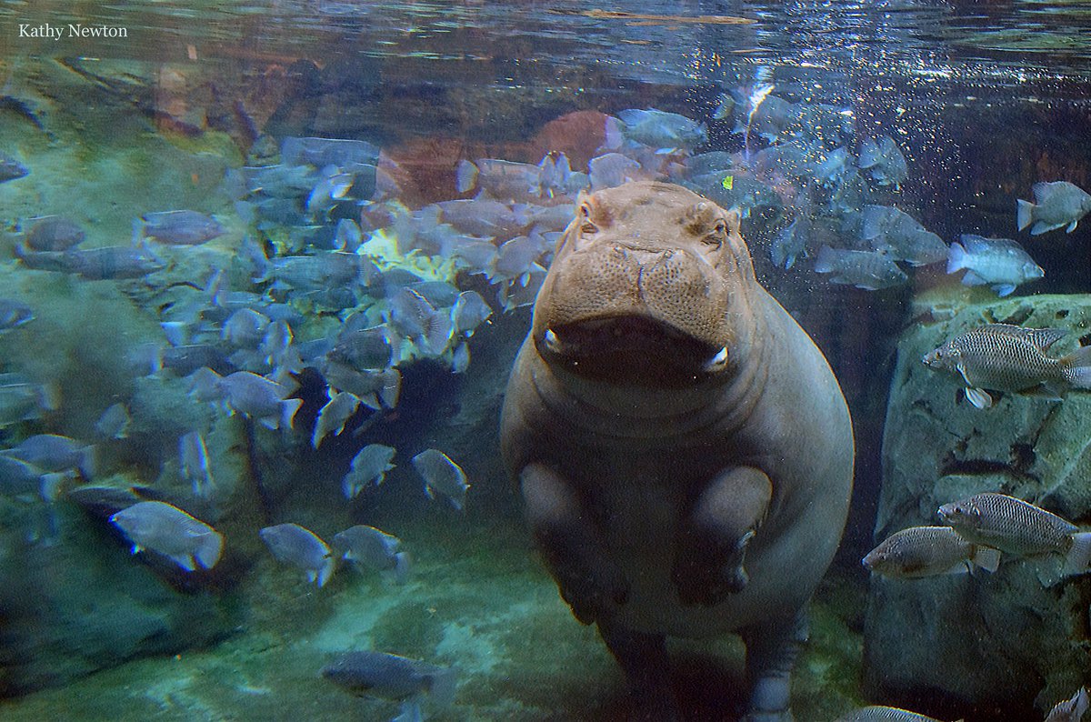 Meet Fiona and her family! For only $5 you can ADOPT Cincinnati Zoo’s favorite bloat and get a chance to meet them! 
cincinnatizoo.org/support/adopt/