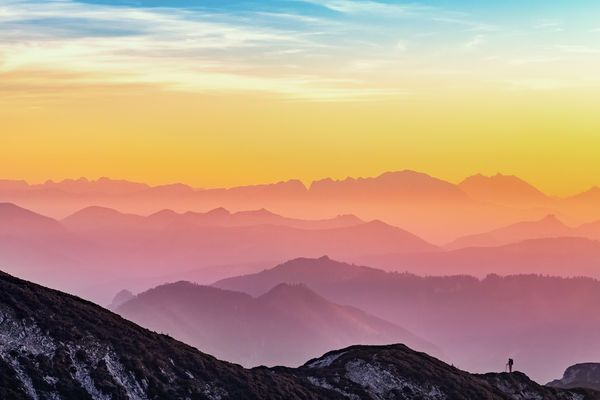 One Tree Planted tweet media