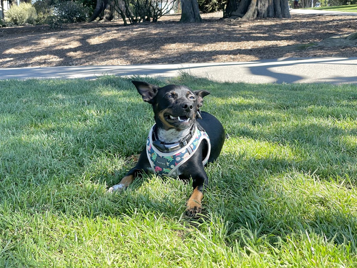 Nothing beats the feeling of real, fresh grass between my toesies 🥰💚 #dogsoftwitter #dogtwitter #outside #alamosquare #sf #happy #cute #satisfied #babydog