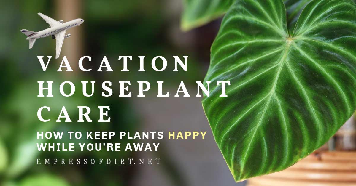 How To Keep Houseplants Watered While On Vacation dlvr.it/SXkYfl via <a href="/empressofdirt/">Melissa J. Will 👑 Empress of Dirt</a>