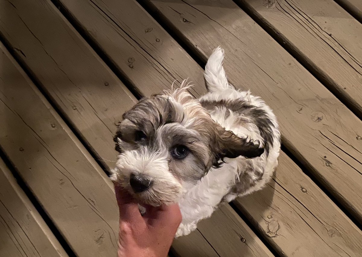 SB LX Champion Camden tweet media