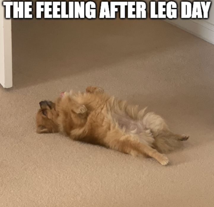 samgmsmith's tweet photo. Here is your public reminder that dogs are an absolute mood! 😌🫰You're welcome -- #DogsAreAMood #LegDay https://t.co/pr4m3Iwtlb