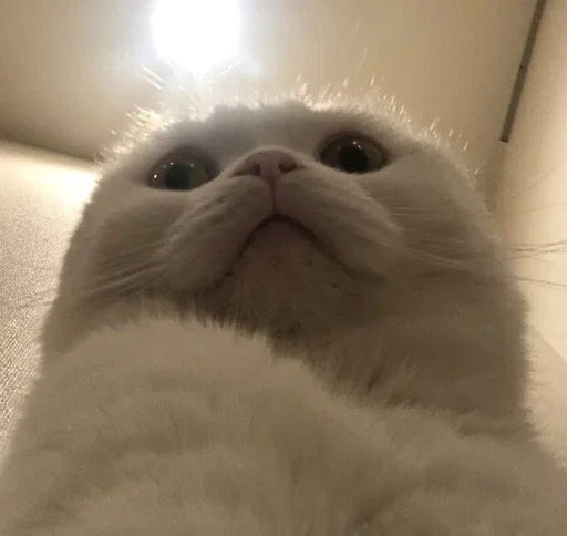 MrWhiskerrs's tweet photo. @Calxonie @itsgapped We can’t let them get away with this!! @TwitchSupport #IStandWithFurries #SetEmFREE https://t.co/NZTtrwGgsY