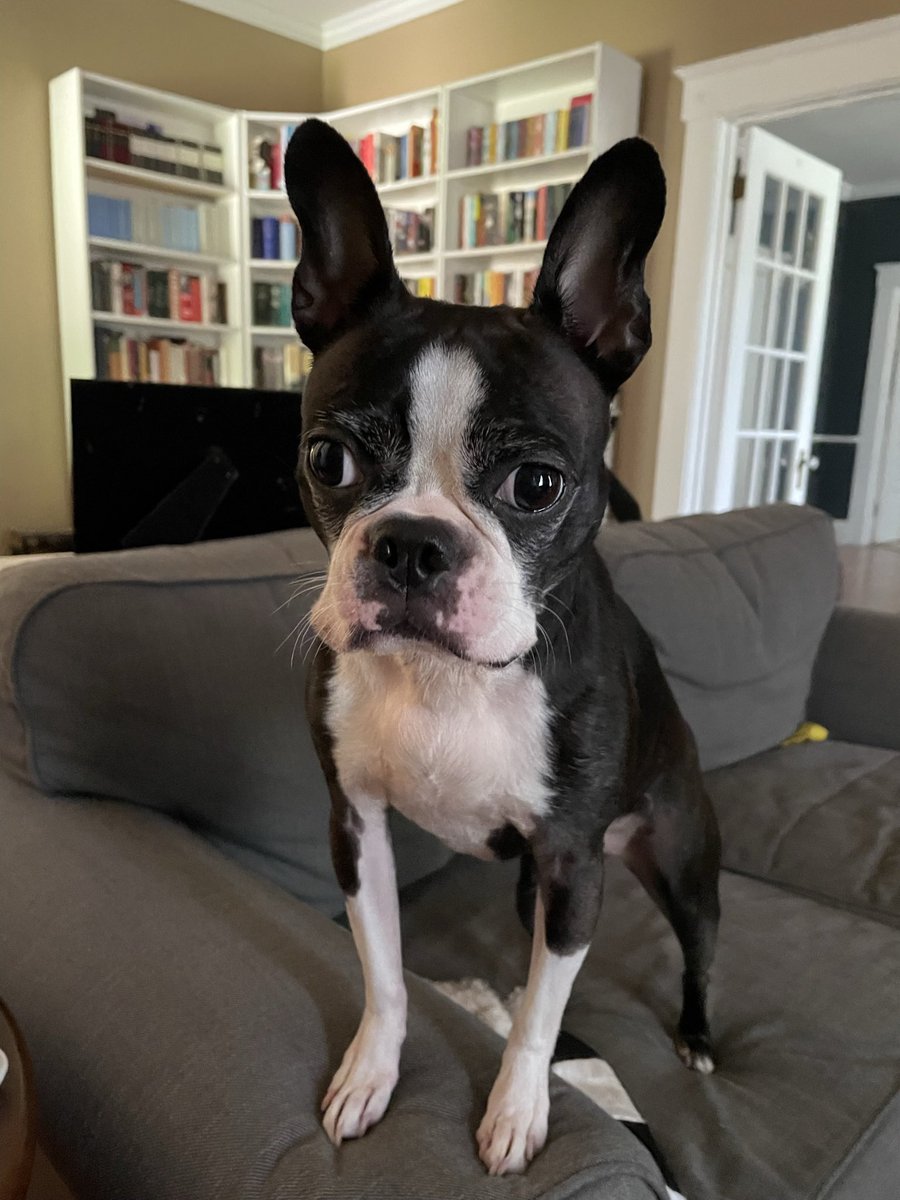 DeltaStateWC's tweet image. Your bonus “tutor” feature for today is Fizzgig, the Writing Center mascot! Fizzgig strongly believes that you have to write, write, and write some more in order to become stronger as a writer. To hone your craft, bring your writing to the Writing Center!