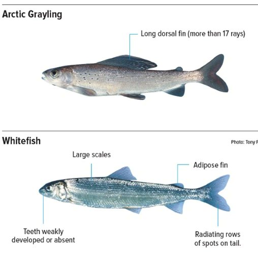 ominecafish's tweet photo. 1/2 When heading out angling make sure you're aware of what type of fish you are targeting and their defining features for correct identification. 

📸 courtesy of the 2022 Fishing Regulation Synopsis

#ominecafisheries #gofishbc https://t.co/tWnJ0G4ewo