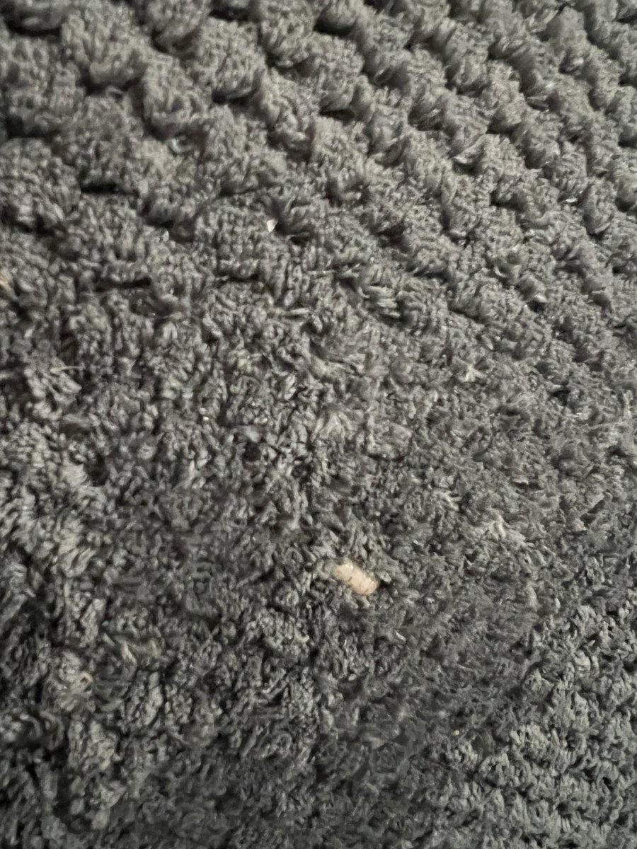 KellyBonci's tweet photo. @MyBobs need assistance asap, you sold me a couch with dead animals in it.  Now have maggots coming out of cushions. https://t.co/dUksFawC0U