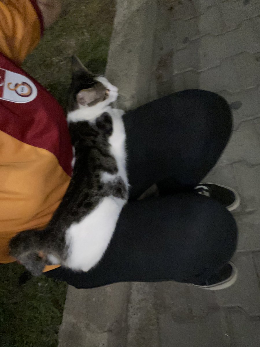 kichaasu's tweet photo. @lanbiisus 28 agustos gecesi taburcu olduktan sonra hastanenin acil kapisinda zirlarken psps bile yapmadan gelip kucagima cuk diye oturan o kedi🥲 https://t.co/2WUUJs5AN6