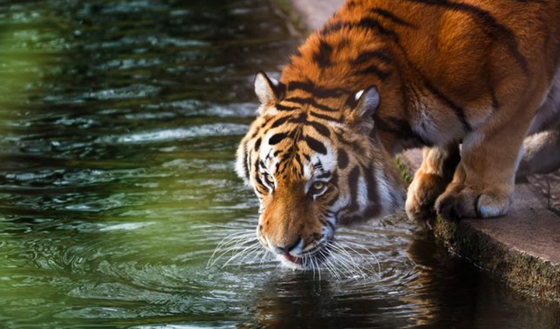 TigerDegen's tweet photo. It's very simple.

Most of the market is betting for lower and confidently so. This is fine and this creates opportunities.

In my opinion they are future forced buyers.

Place your bets.

$BTC https://t.co/AEy7wLpRkp