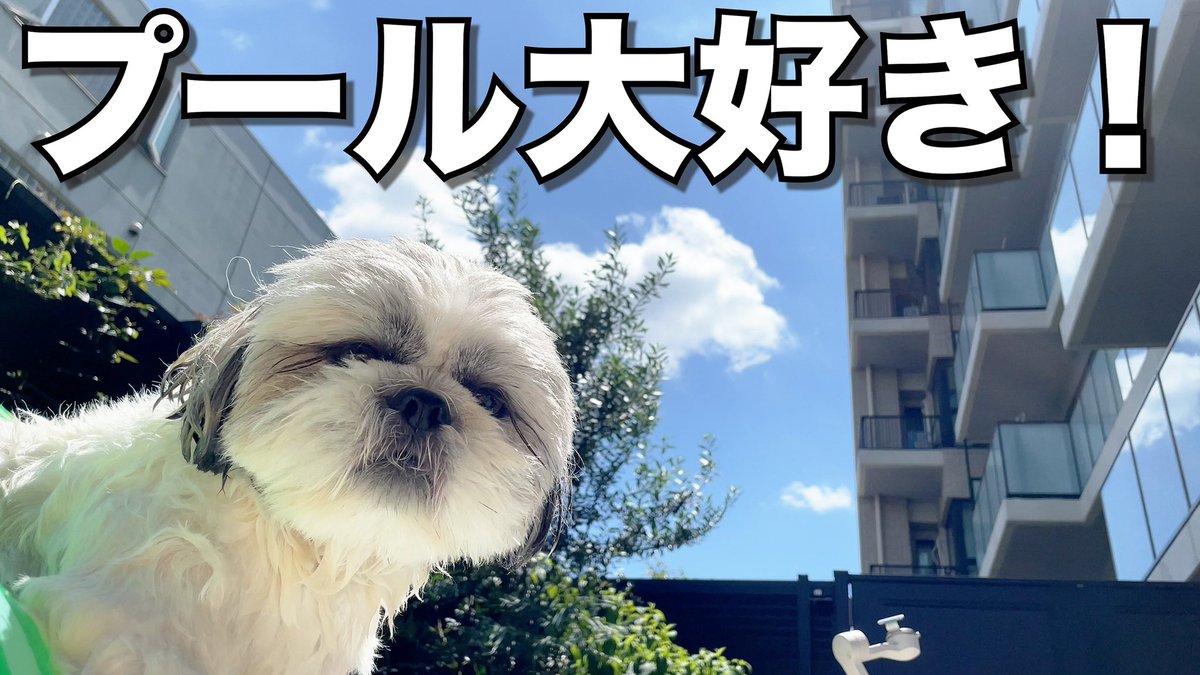 photographerPi's tweet photo. 夏の最後に愛犬とプールで遊びました❗️その様子をyoutubeにupしております❗️素敵な思い出を作ったのでぜひお試しください〜⭐️✨

➡️https://t.co/UDrUv6yPoj⬅️

＃ワンコ　#dog #pool #happy #cute #good #犬と遊ぶ　＃夏　＃思い出　＃最後の夏　#YouTubeチャンネル登録 https://t.co/235om5ngkx