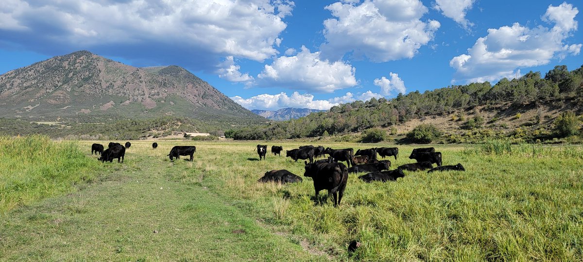 A pasture walk always help melt away the worries of the day. #KnowYourRancher #GrassfedandFinished #regenerativeranching @modernTman @beefinitiative