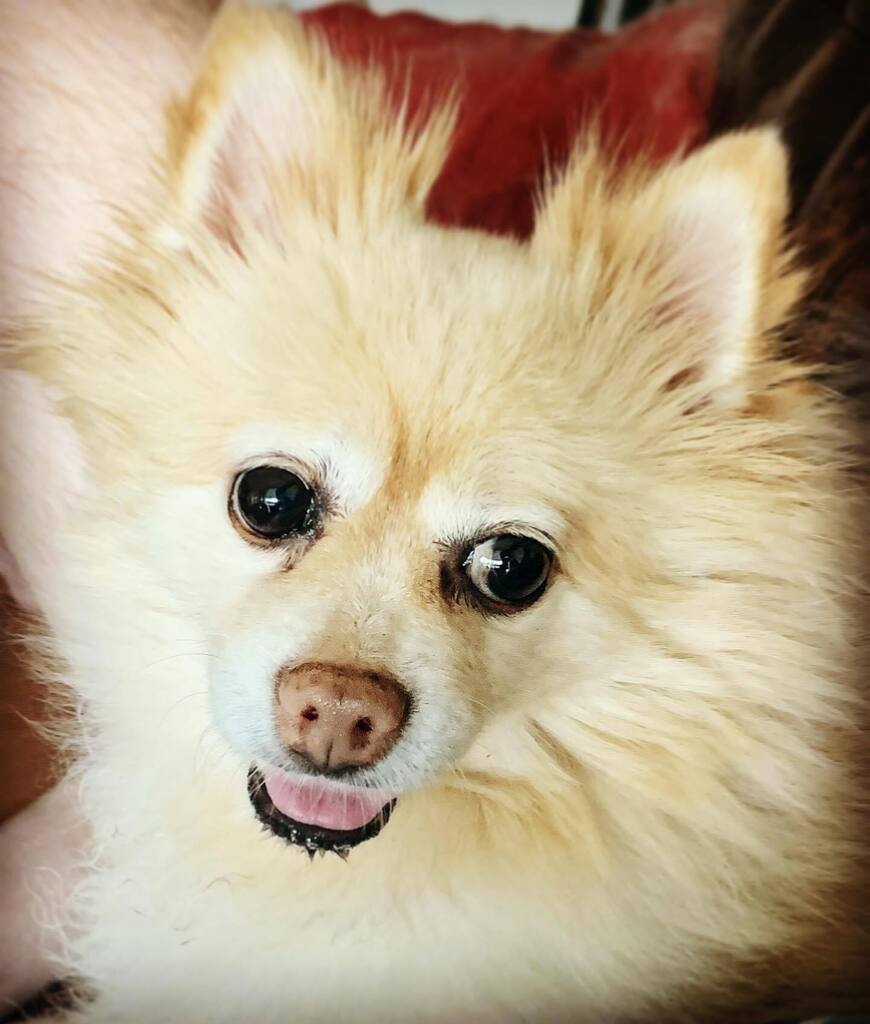 Jims_Whim's tweet photo. It's been a while, so I just wanted to remind y'all that my little dog is cute AF.

#Maya #pets #pomeranian #pom #pomeraniansofinstagram #pomeranianworld #pomstagram #pomeranianpage #pomsofinstagram #justpomeranians #pomeranianlove #instapom #pomeranianl… https://t.co/B1KmDanGjF https://t.co/yRAcuzDF21