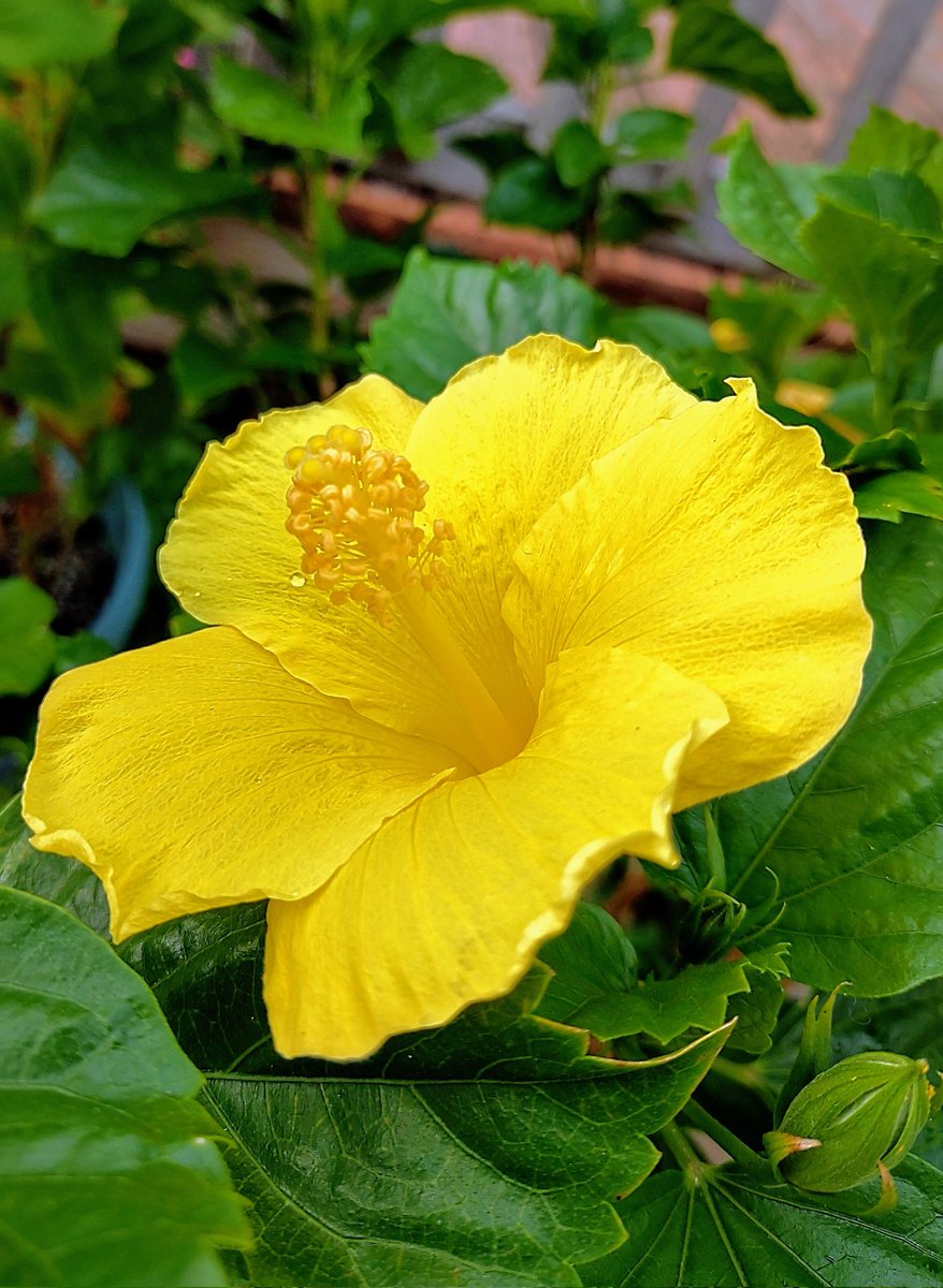 QueenZher0's tweet photo. 🌺 Hibiscus flower in the sunshine 🌺
#garden #gardening #hibiscus #flowers #flower #sunny #sunshine #summer #NaturePhotography #TheQueenZGarden https://t.co/LQNMEbMLv8