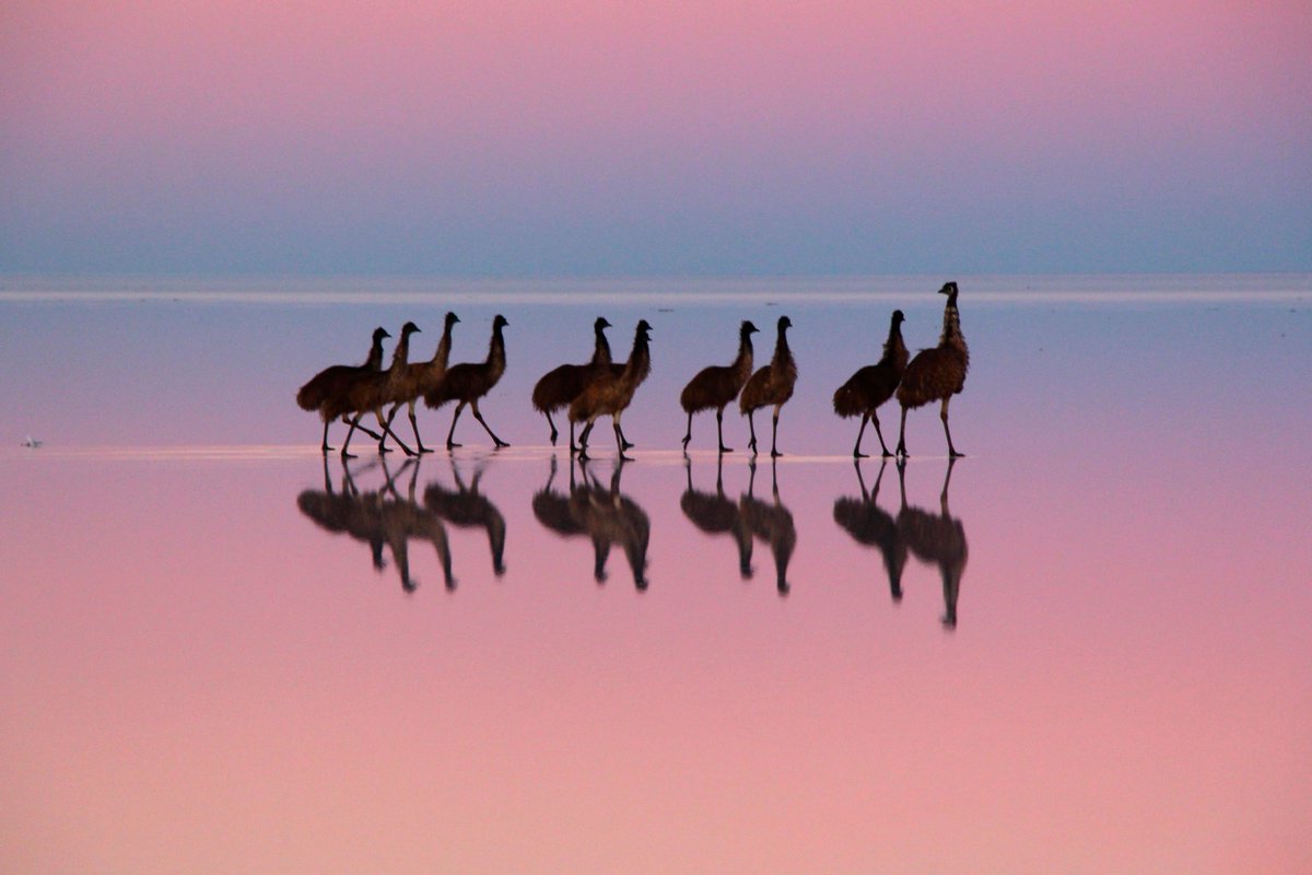 BirdLife Australia tweet media