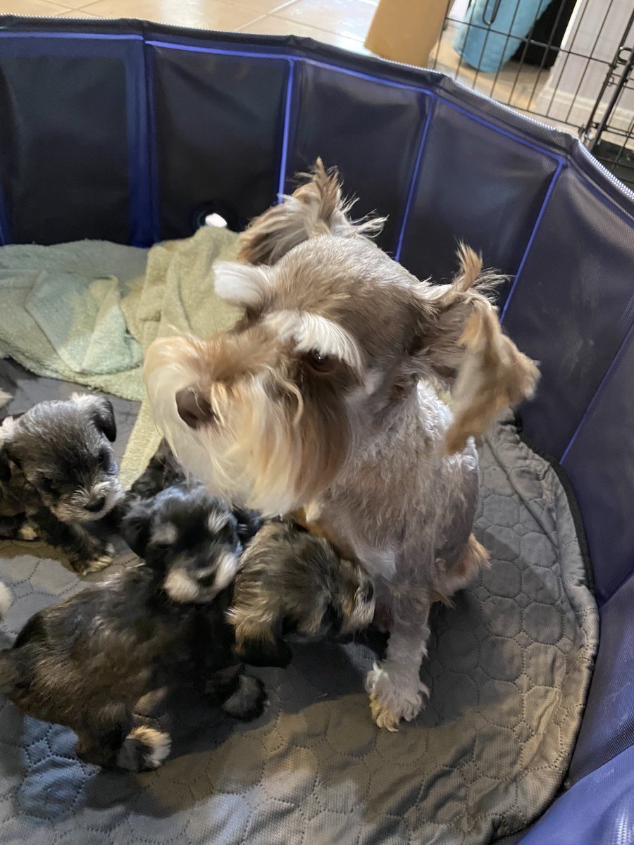 MelDavisSES's tweet photo. I’d say today was a success. 6 new fiber and a TV for me and my rep within 3 hours before a huge storm came through. 

Highlight of the day was getting to hold our customers dog and seeing some fresh puppies!  #ASMmoves #ATTFiber https://t.co/Zlt44VbL9t