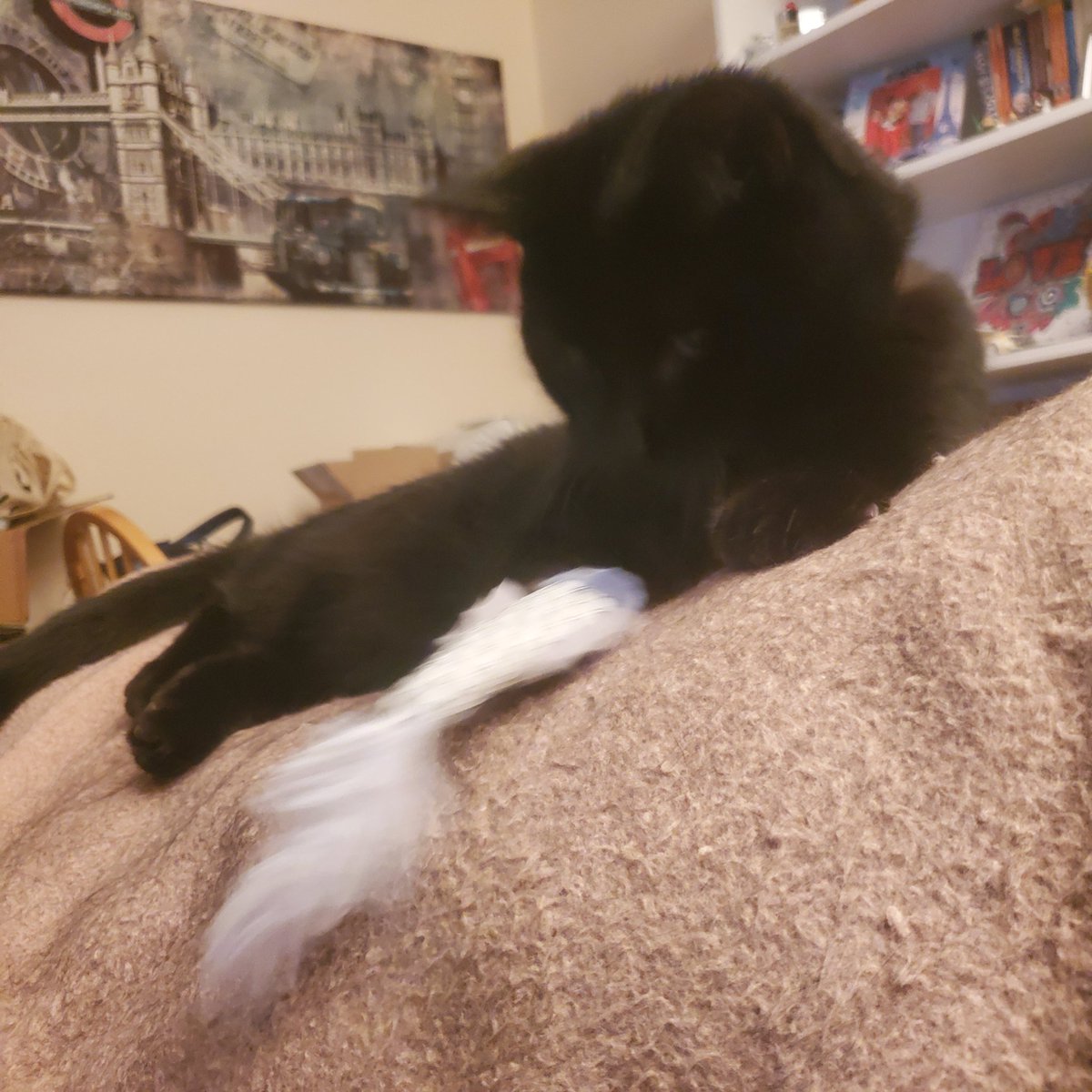 mind0fpepe__'s tweet photo. @TweetsOfCats Blurry birthday pic https://t.co/mTtBjYUbyd