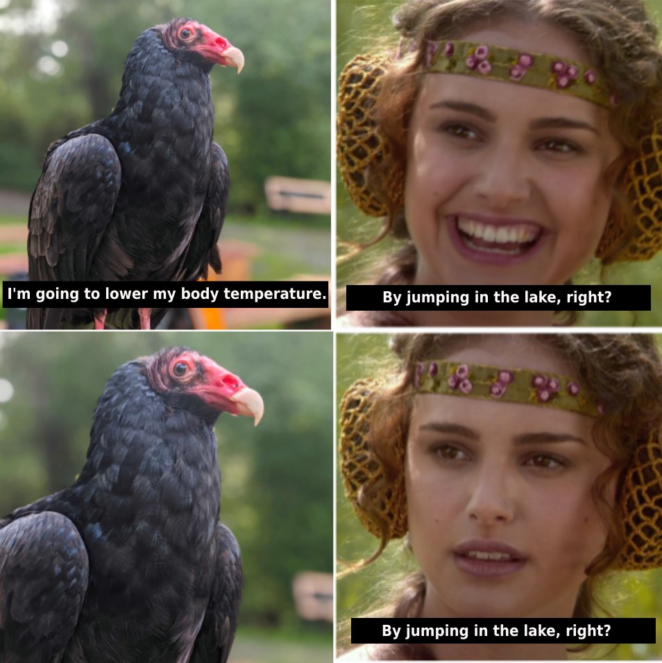 Happy Vulture Awareness Day! 
Did you know that Turkey vultures urinate down their legs?! This is called urohydrosis and it helps to cool the vultures off during hot weather. When the fluids in the waste evaporate, it cools the blood vessels in the feet keeping them cool!