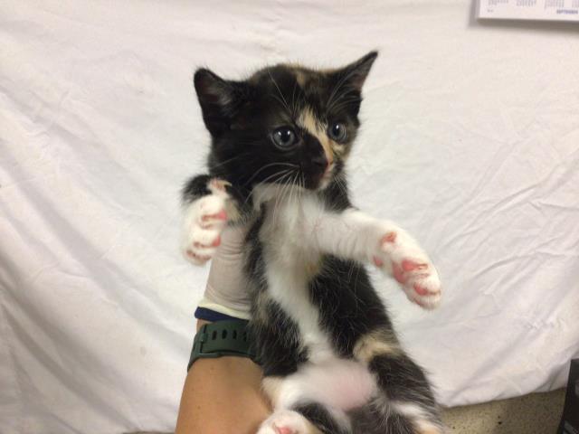 CutePetsRvrside's tweet photo. Hello! I am a female, 1.10 lbs, calico Domestic Shorthair. I am estimate… https://t.co/EGP7HXQ9EB https://t.co/6e1xnCGIpJ