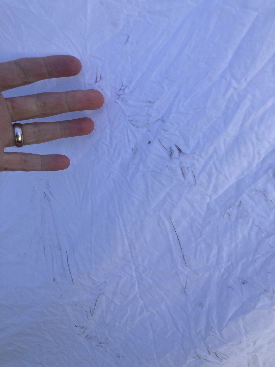 MarkSymo's tweet image. ⁦@MieleAustralia⁩ Any ideas on why our Miele W 5873 is leaving dark marks like this?