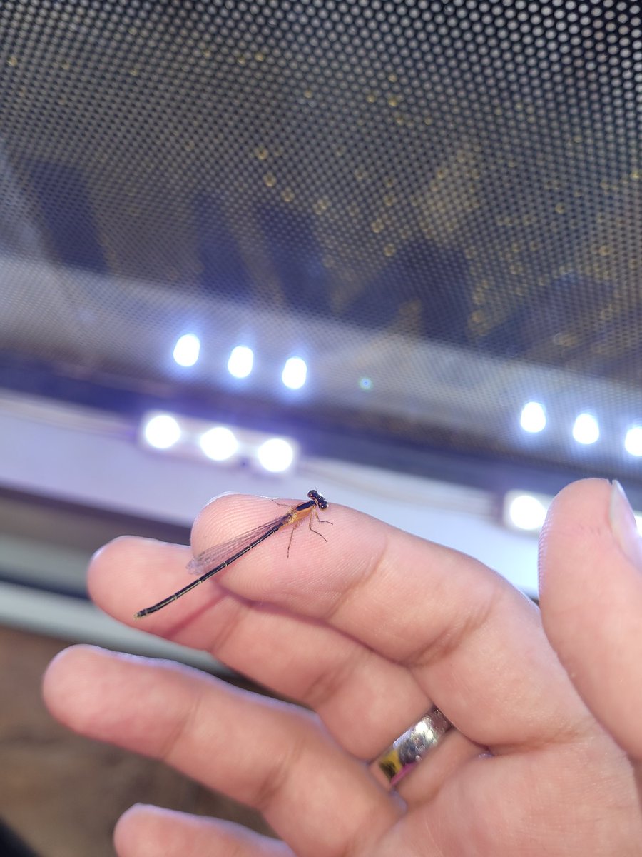 dragonfly at work