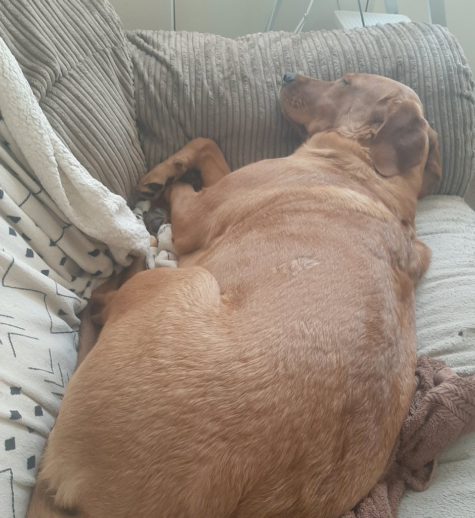 SakuraTheLab's tweet photo. πΈ mum's at work, missing mum so much! Only 7 hours to go πΈ
#goodnight #dogs #dogsoftwitter #sakura #labrador #puppy #redlabrador #nap #tired https://t.co/mKNw4tuUxQ