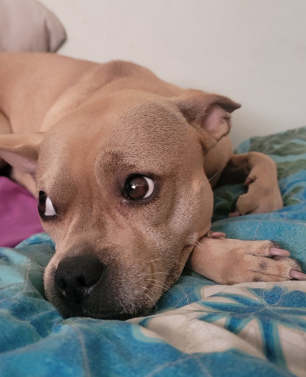 CathyVOBathy's tweet photo. Mom, why is it so hot today?
#HappySaturday #DailyDoseOfMoo
๐ถ๐๐ฅ
#DogsofTwittter
#DogsOnTwitter
#Puppers
#Pupperoni #doggo https://t.co/OlywGvmAr5