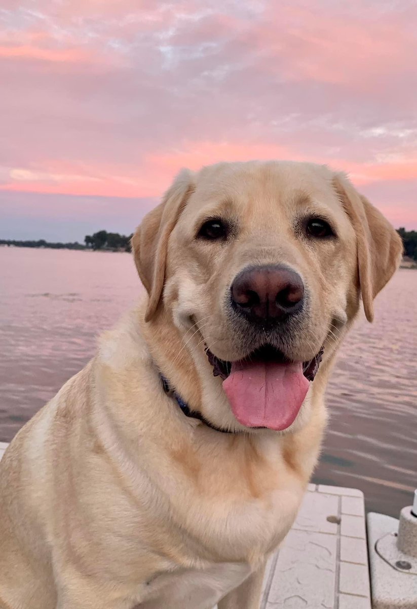 PGIdogs's tweet photo. #lakelife #workandplay https://t.co/c3makvd4D8
