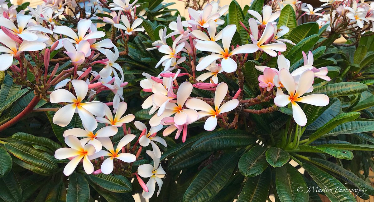 JMastersMaui's tweet photo. 🌸 Wishing everyone a wonderful Labor Day Weekend!

Photo: Little Pink Plumeria Bunches, Sugar Beach Maui 
#laborday https://t.co/gSorfiSGYj