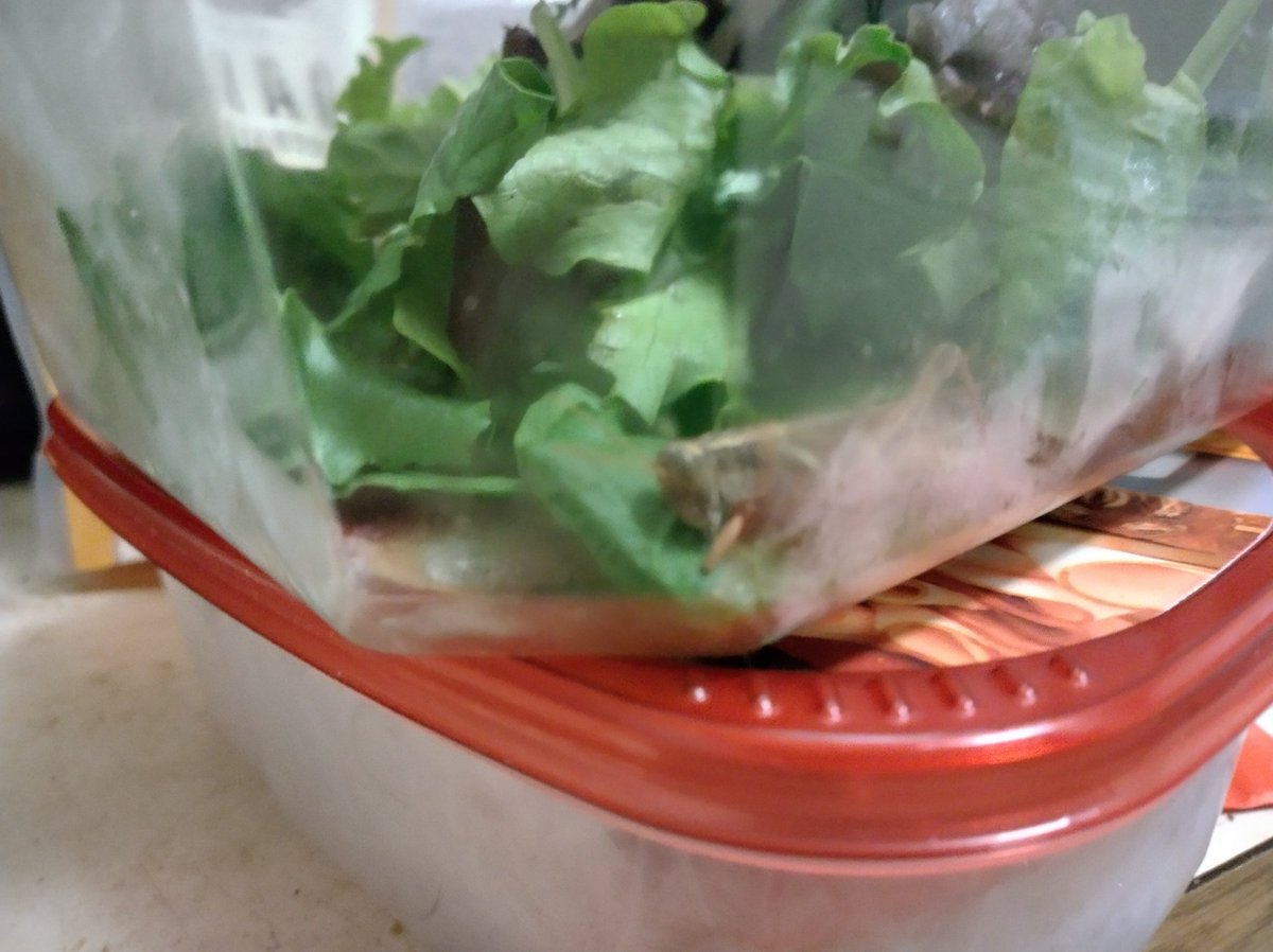 CreatorSama's tweet photo. @Walmart @WalmartInc @walmarthelp  Why is there a GRASSHOPPER in my SALAD?!?

WTF kind of quality control IS this?!? https://t.co/IgfsOFBC6B