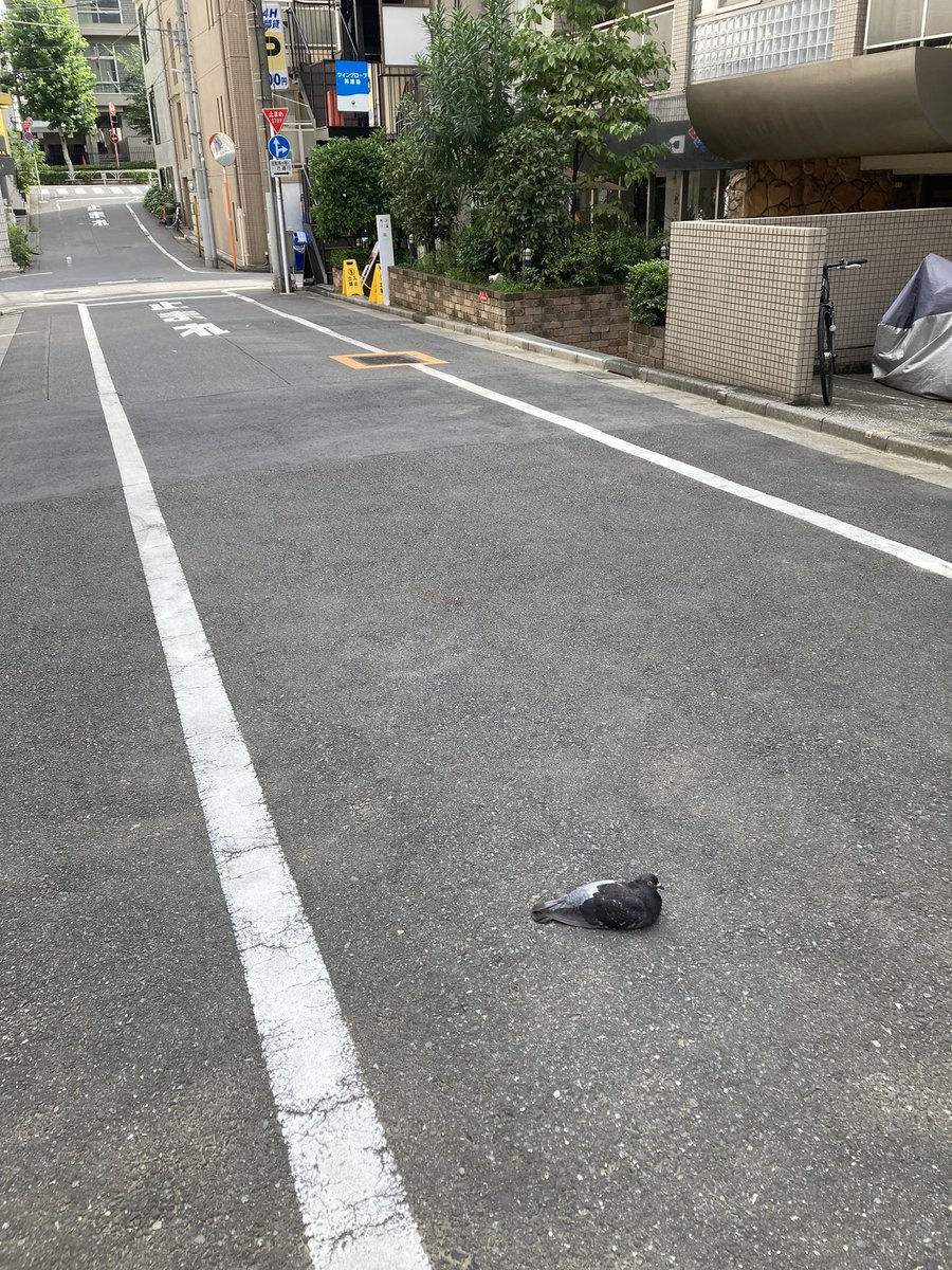 appare_beatmake's tweet photo. そこおったら4ぬで https://t.co/OqBpVAQeT1