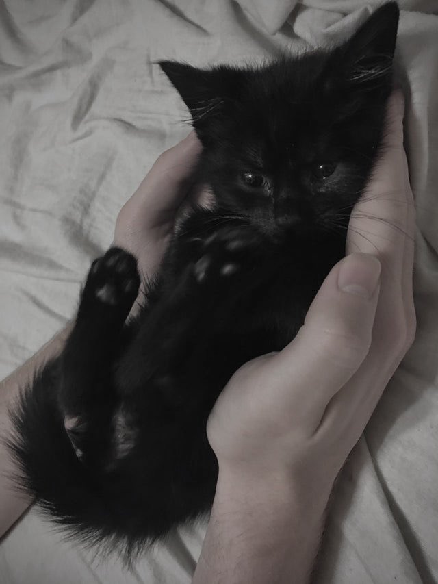 interaction call. i want to interact with more people and need friends to bother soooo…… i’ll give u a kitten if u interact

like to be mutuals
rt to spread pls