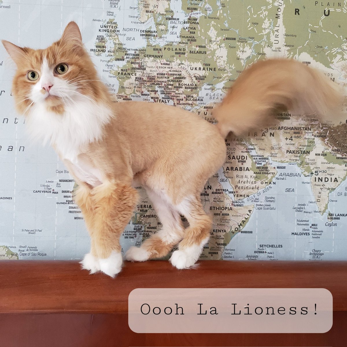 EmmyZENcat's tweet photo. Cool and confident with my new do, who else loves a fresh cut? #caturday #lioncut #lioness #cats #CatsOfTwitter https://t.co/UQEs6fcKud
