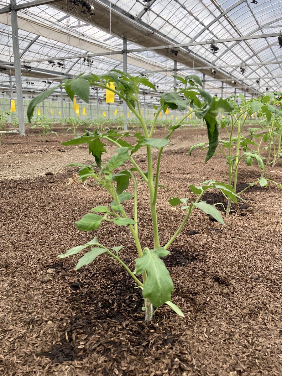 今期の定植が終わりました🐝

しっかり根付いてくれるといいな！
トマトの苗はおても可愛い

#おひさまトマト　#トマト農場 #循環農法　#トマト好き